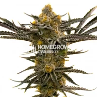 Platinum Cookies Feminized Cannabis Seeds