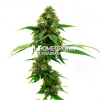 Eric Brandstad's Triangle Kush Feminized Cannabis Seeds