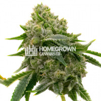 Northern Lights Fast Version Cannabis Seeds