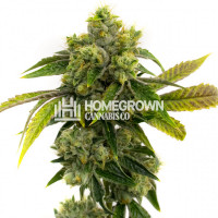 AK-47 Fast Version Cannabis Seeds