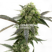 CBD Girl Scout Cookies Feminized Cannabis Seeds