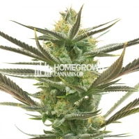 White Widow Regular Cannabis Seeds