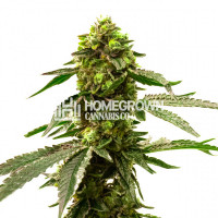 Harpoon Rock Feminized Cannabis Seeds