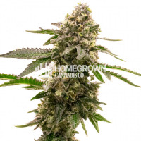 Lavender Feminized Cannabis Seeds