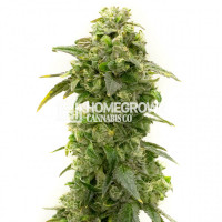 Banana Kush Feminized Cannabis Seeds