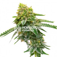 MK Ultra Feminized Cannabis Seeds