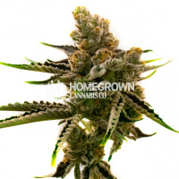 Amnesia Kush Autoflower Cannabis Seeds