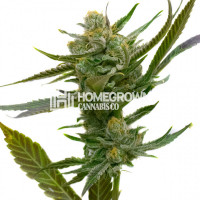 Heavy Mist Feminized Cannabis Seeds