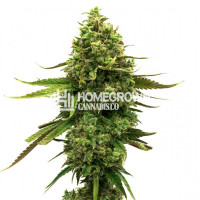 CBD Med Gom Autoflower Cannabis Seeds