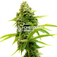 Lemon Tree Feminized Cannabis Seeds 