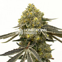 Critical Fast Bud Autoflower Cannabis Seeds