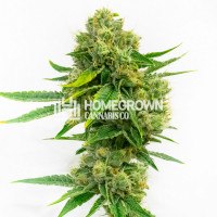 Cheese Diesel Feminized Cannabis Seeds