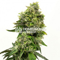 Fire OG Feminized Cannabis Seeds