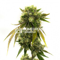 Afghan Autoflower Cannabis Seeds