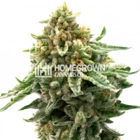 Northern Skunk Feminized Cannabis Seeds