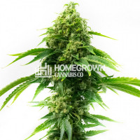 Sour Diesel Feminized Cannabis Seeds