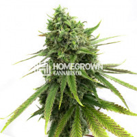 Snow White Auto Cannabis Seeds