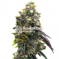 Cold War Kush Feminized Cannabis Seeds