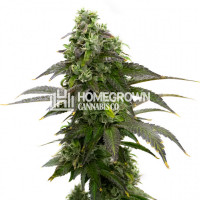 Cafe Racer Feminized Cannabis Seeds