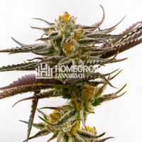 Purple Star Killer Feminized Cannabis Seeds