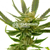 Yumbolt Autoflower Cannabis Seeds