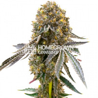 Candy Cream Autoflower Cannabis Seeds