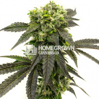 Blueberry Head Band Feminized Cannabis Seeds