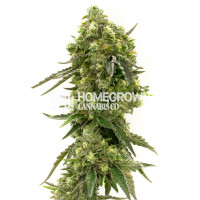 California Dream Feminized Cannabis Seeds