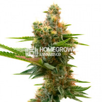 Sweet Island Feminized Cannabis Seeds