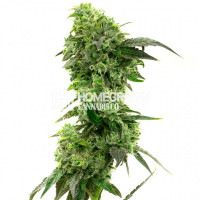 Hektol Feminized Cannabis Seeds