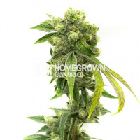 Amnesia Kush Feminized Cannabis Seeds