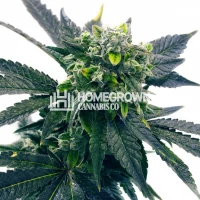 Blue Cookies Feminized Cannabis Seeds