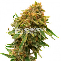 Orange Bud Feminized Cannabis Seeds