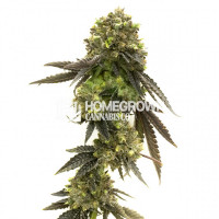 Bruce Banner 2.0 Feminized Cannabis Seeds