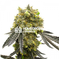 Northern Sunrise Feminized Cannabis Seeds