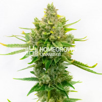 Gangster Sourz Feminized Cannabis Seeds