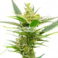 CBD Sour Tangie (1:9) Feminized Cannabis Seeds