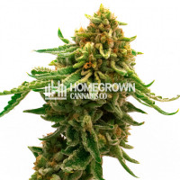 Gorilla Lemon Fire Feminized Cannabis Seeds