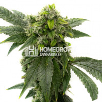 Amnesia Haze Feminized Cannabis Seeds