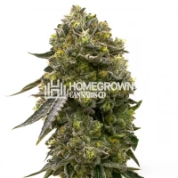 Wedding Cake Feminized Cannabis Seeds