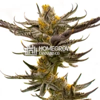 White Russian Fast Version Cannabis Seeds