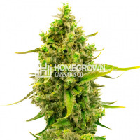 CBD Cheese Autoflower Cannabis Seeds