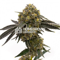 CBD Zkittlez (1:1) Feminized Cannabis Seeds