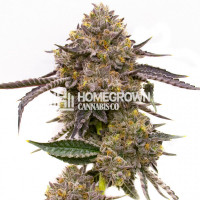 Purple Haze Feminized Cannabis Seeds