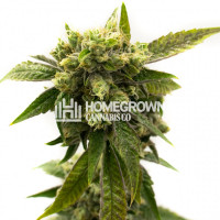 Chemdawg #4 Feminized Cannabis Seeds