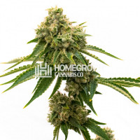 G13 Feminized Cannabis Seeds