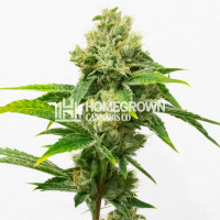 Bud Lights Auto Cannabis Seeds