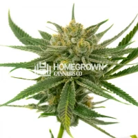 White Amnesia Feminized Cannabis Seeds