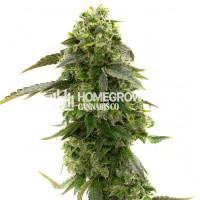 Amnesia Haze Autoflower Cannabis Seeds