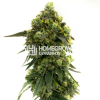 Alien Technology Feminized Cannabis Seeds